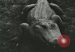 Image Alligator Farm Washington DC USA, 1916, de la seconde 37 séquences d'archives historiques vidéo 65675021537