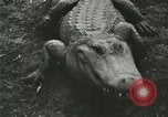 Image Alligator Farm Washington DC USA, 1916, de la seconde 38 séquences d'archives historiques vidéo 65675021537