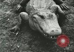 Image Alligator Farm Washington DC USA, 1916, de la seconde 39 séquences d'archives historiques vidéo 65675021537
