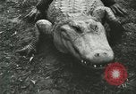 Image Alligator Farm Washington DC USA, 1916, de la seconde 40 séquences d'archives historiques vidéo 65675021537