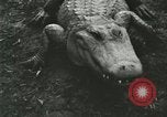 Image Alligator Farm Washington DC USA, 1916, de la seconde 41 séquences d'archives historiques vidéo 65675021537
