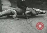 Image Alligator Farm Washington DC USA, 1916, de la seconde 54 séquences d'archives historiques vidéo 65675021537