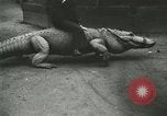 Image Alligator Farm Washington DC USA, 1916, de la seconde 55 séquences d'archives historiques vidéo 65675021537