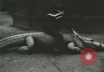 Image Alligator Farm Washington DC USA, 1916, de la seconde 56 séquences d'archives historiques vidéo 65675021537