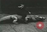 Image Alligator Farm Washington DC USA, 1916, de la seconde 59 séquences d'archives historiques vidéo 65675021537