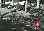 Standbild Alligator Farm Washington DC USA, 1916, aus Sekunde 3 historischem Filmmaterial Videoclip 65675021538