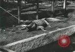 Standbild Alligator Farm Washington DC USA, 1916, aus Sekunde 5 historischem Filmmaterial Videoclip 65675021538