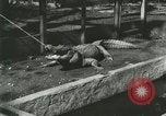 Standbild Alligator Farm Washington DC USA, 1916, aus Sekunde 6 historischem Filmmaterial Videoclip 65675021538