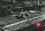 Standbild Alligator Farm Washington DC USA, 1916, aus Sekunde 7 historischem Filmmaterial Videoclip 65675021538