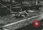 Standbild Alligator Farm Washington DC USA, 1916, aus Sekunde 8 historischem Filmmaterial Videoclip 65675021538
