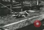 Standbild Alligator Farm Washington DC USA, 1916, aus Sekunde 9 historischem Filmmaterial Videoclip 65675021538