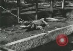 Standbild Alligator Farm Washington DC USA, 1916, aus Sekunde 10 historischem Filmmaterial Videoclip 65675021538