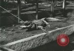 Standbild Alligator Farm Washington DC USA, 1916, aus Sekunde 11 historischem Filmmaterial Videoclip 65675021538