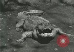 Standbild Alligator Farm Washington DC USA, 1916, aus Sekunde 12 historischem Filmmaterial Videoclip 65675021538