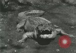 Standbild Alligator Farm Washington DC USA, 1916, aus Sekunde 13 historischem Filmmaterial Videoclip 65675021538