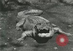 Standbild Alligator Farm Washington DC USA, 1916, aus Sekunde 14 historischem Filmmaterial Videoclip 65675021538
