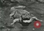 Standbild Alligator Farm Washington DC USA, 1916, aus Sekunde 15 historischem Filmmaterial Videoclip 65675021538