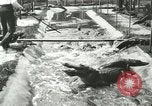 Standbild Alligator Farm Washington DC USA, 1916, aus Sekunde 21 historischem Filmmaterial Videoclip 65675021538
