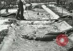 Standbild Alligator Farm Washington DC USA, 1916, aus Sekunde 23 historischem Filmmaterial Videoclip 65675021538
