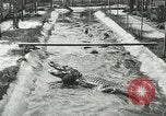 Standbild Alligator Farm Washington DC USA, 1916, aus Sekunde 29 historischem Filmmaterial Videoclip 65675021538