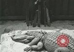 Standbild Alligator Farm Washington DC USA, 1916, aus Sekunde 31 historischem Filmmaterial Videoclip 65675021538