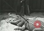Standbild Alligator Farm Washington DC USA, 1916, aus Sekunde 35 historischem Filmmaterial Videoclip 65675021538