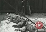 Standbild Alligator Farm Washington DC USA, 1916, aus Sekunde 36 historischem Filmmaterial Videoclip 65675021538