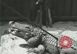 Standbild Alligator Farm Washington DC USA, 1916, aus Sekunde 37 historischem Filmmaterial Videoclip 65675021538
