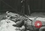 Standbild Alligator Farm Washington DC USA, 1916, aus Sekunde 38 historischem Filmmaterial Videoclip 65675021538