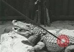 Standbild Alligator Farm Washington DC USA, 1916, aus Sekunde 39 historischem Filmmaterial Videoclip 65675021538