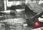 Image Alligator Farm Washington DC USA, 1916, de la seconde 1 séquences d'archives historiques vidéo 65675021539