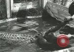 Image Alligator Farm Washington DC USA, 1916, de la seconde 3 séquences d'archives historiques vidéo 65675021539
