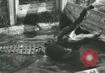 Image Alligator Farm Washington DC USA, 1916, de la seconde 4 séquences d'archives historiques vidéo 65675021539