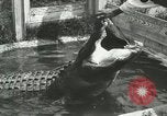 Image Alligator Farm Washington DC USA, 1916, de la seconde 5 séquences d'archives historiques vidéo 65675021539