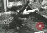 Image Alligator Farm Washington DC USA, 1916, de la seconde 7 séquences d'archives historiques vidéo 65675021539