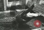 Image Alligator Farm Washington DC USA, 1916, de la seconde 8 séquences d'archives historiques vidéo 65675021539