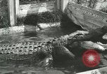 Image Alligator Farm Washington DC USA, 1916, de la seconde 9 séquences d'archives historiques vidéo 65675021539