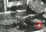 Image Alligator Farm Washington DC USA, 1916, de la seconde 10 séquences d'archives historiques vidéo 65675021539