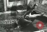Image Alligator Farm Washington DC USA, 1916, de la seconde 11 séquences d'archives historiques vidéo 65675021539