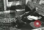 Image Alligator Farm Washington DC USA, 1916, de la seconde 12 séquences d'archives historiques vidéo 65675021539