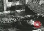 Image Alligator Farm Washington DC USA, 1916, de la seconde 13 séquences d'archives historiques vidéo 65675021539