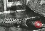 Image Alligator Farm Washington DC USA, 1916, de la seconde 14 séquences d'archives historiques vidéo 65675021539