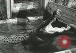 Image Alligator Farm Washington DC USA, 1916, de la seconde 15 séquences d'archives historiques vidéo 65675021539