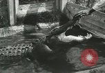 Image Alligator Farm Washington DC USA, 1916, de la seconde 16 séquences d'archives historiques vidéo 65675021539
