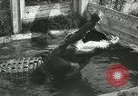 Image Alligator Farm Washington DC USA, 1916, de la seconde 17 séquences d'archives historiques vidéo 65675021539