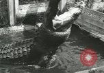 Image Alligator Farm Washington DC USA, 1916, de la seconde 18 séquences d'archives historiques vidéo 65675021539