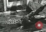 Image Alligator Farm Washington DC USA, 1916, de la seconde 19 séquences d'archives historiques vidéo 65675021539