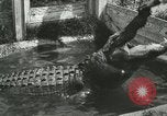 Image Alligator Farm Washington DC USA, 1916, de la seconde 20 séquences d'archives historiques vidéo 65675021539