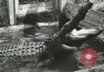 Image Alligator Farm Washington DC USA, 1916, de la seconde 21 séquences d'archives historiques vidéo 65675021539