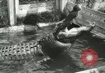 Image Alligator Farm Washington DC USA, 1916, de la seconde 22 séquences d'archives historiques vidéo 65675021539